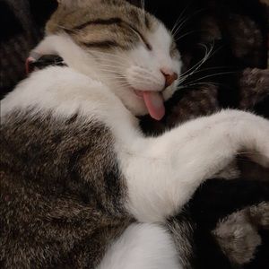 Meet your Posher, Thomas